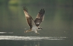 Oiseaux Balbuzard pêcheur