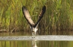 Oiseaux Balbuzard pêcheur