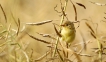 Oiseaux Rousserolle verderolle