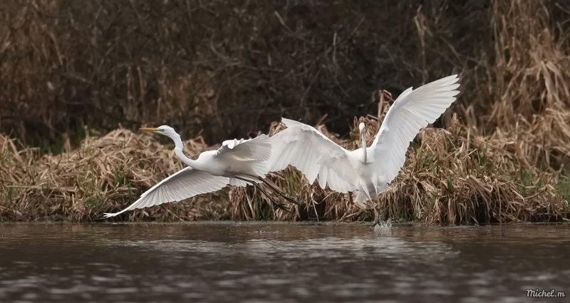 Photo Oiseaux Aigrette garzette (Egretta garzetta)