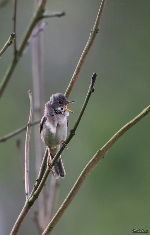 Photo Oiseaux Fauvette grisette (Sylvia communis)