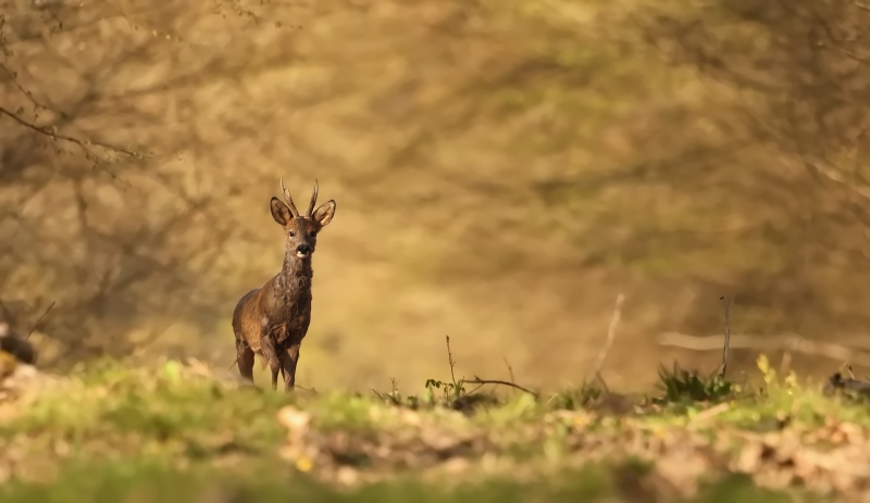 137A0233.JPG Chevreuil (Brocard)