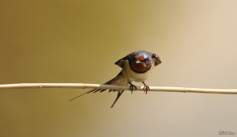 Photo Oiseaux Hirondelle rustique (Hirundo rustica)