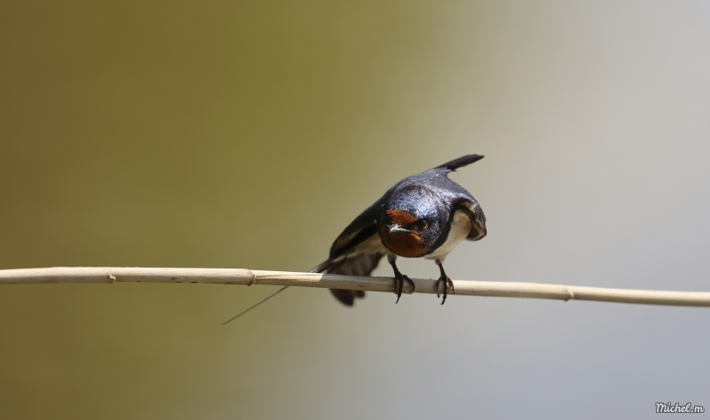 Photo Oiseaux Hirondelle rustique (Hirundo rustica)