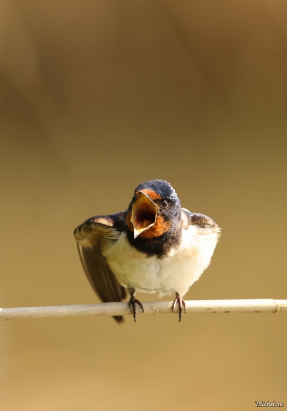 Photo Oiseaux Hirondelle rustique (Hirundo rustica)
