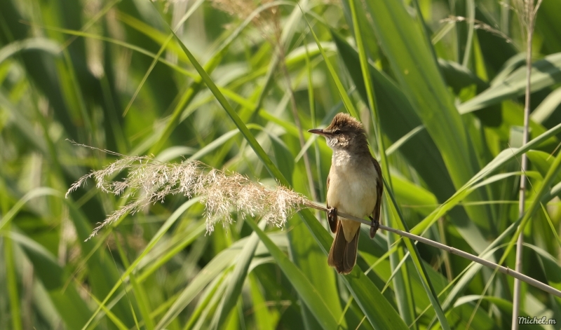 Photo Oiseaux rousserolle effarvatte