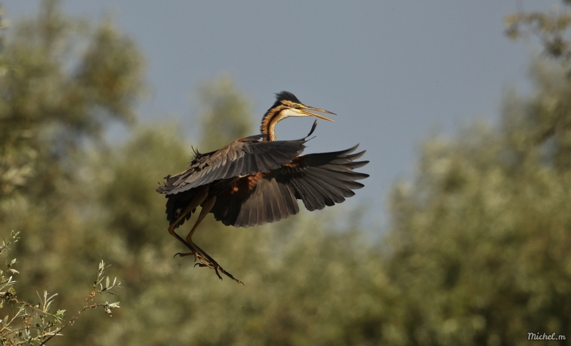Photo Oiseaux Héron pourpré (Ardea purpurea)