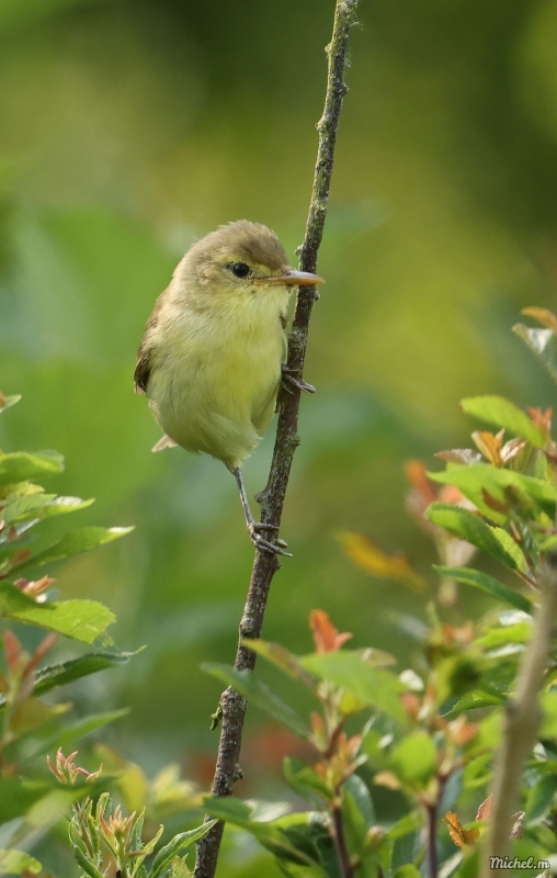 Photo Oiseaux Hypolaïs polyglotte (Hippolais polyglotta)