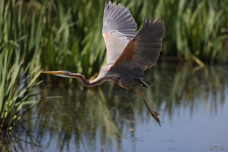 Photo Oiseaux Héron pourpré (Ardea purpurea)