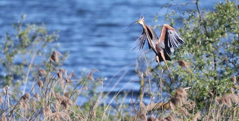 Photo Oiseaux Héron pourpré (Ardea purpurea)