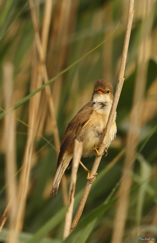 Photo Oiseaux Locustelle luscinioide