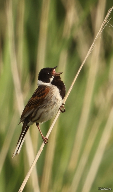 Photo Oiseaux Bruant des roseaux (Emberiza schoeniclus)