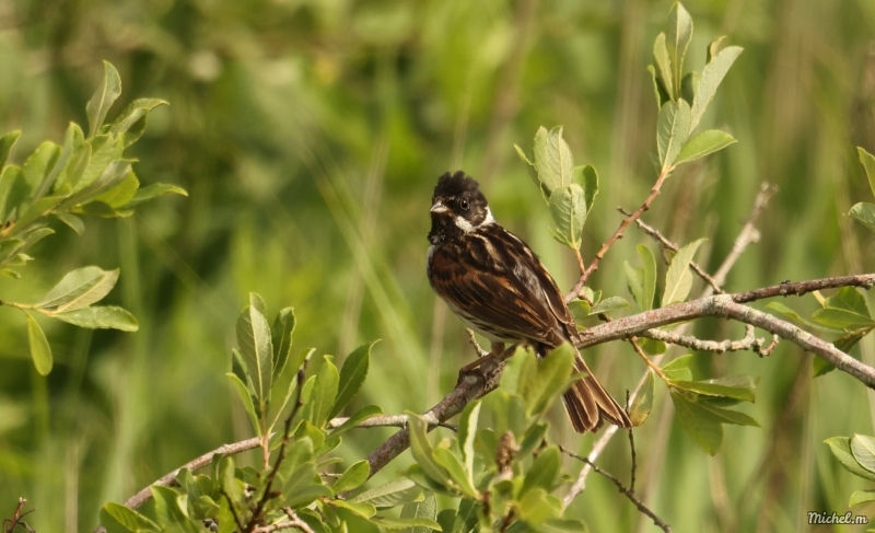Photo Oiseaux Bruant des roseaux (Emberiza schoeniclus)