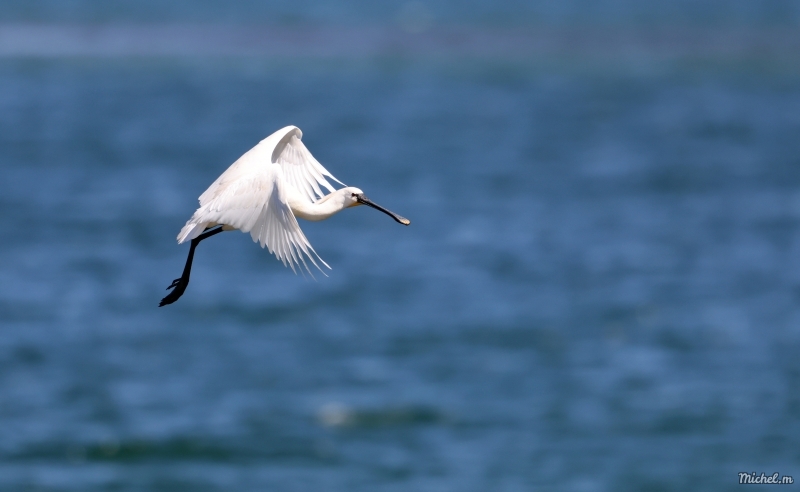 Photo Oiseaux Spatule blanche (Platalea leucorodia)
