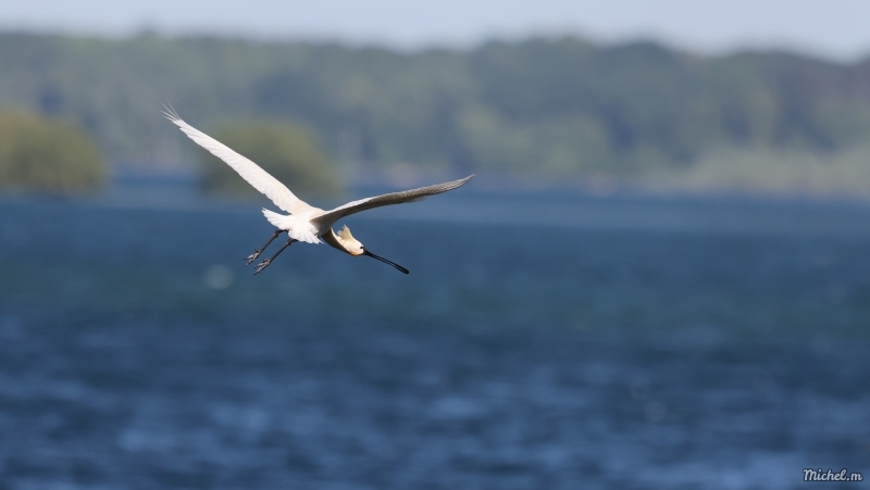 Photo Oiseaux Spatule blanche (Platalea leucorodia)