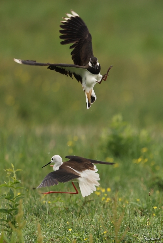 Photo Oiseaux Vanneau huppé