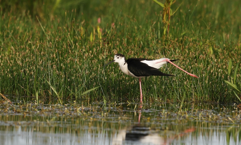 137A1161.JPG Echasse Blanche (Himantopus himantopus)