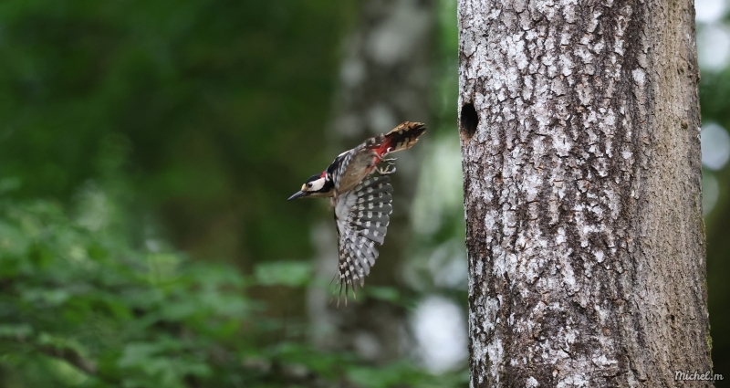 Photo Oiseaux Pic épeiche (Dendrocopos major)