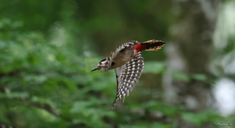 Photo Oiseaux Pic épeiche (Dendrocopos major)