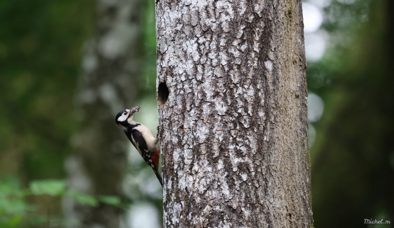 Photo Oiseaux Pic épeiche (Dendrocopos major)