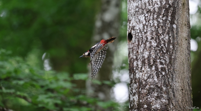 Photo Oiseaux Pic épeiche (Dendrocopos major)