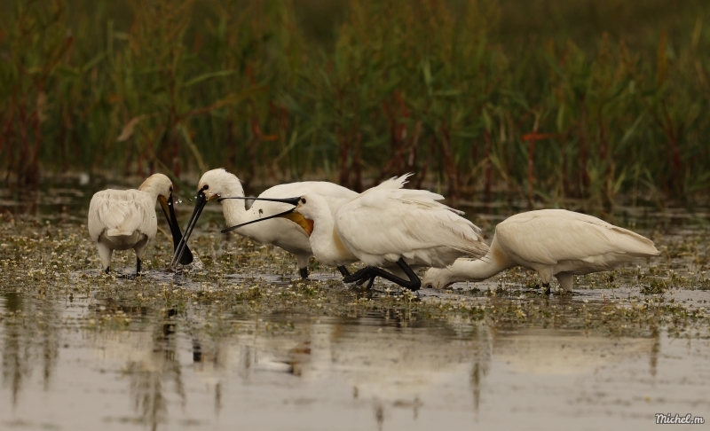 Photo Oiseaux Spatule blanche (Platalea leucorodia)