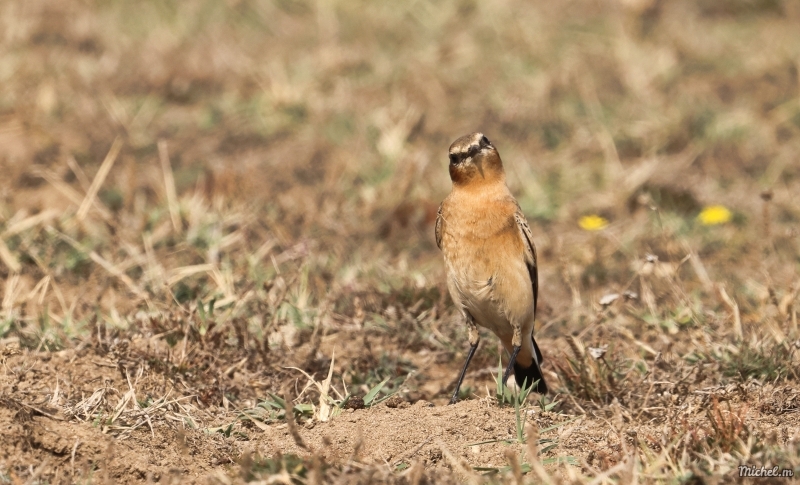 Photo Oiseaux Traquet motteux (Oenanthe oenanthe)