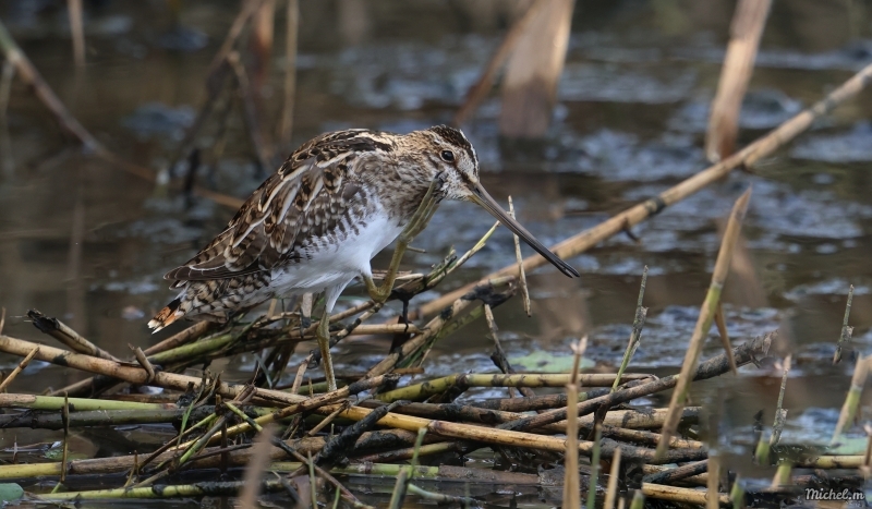 Photo Oiseaux Bécassine des marais (Gallinago gallinago)