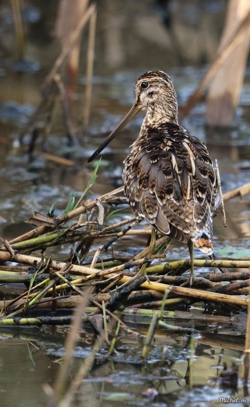 Photo Oiseaux Bécassine des marais (Gallinago gallinago)