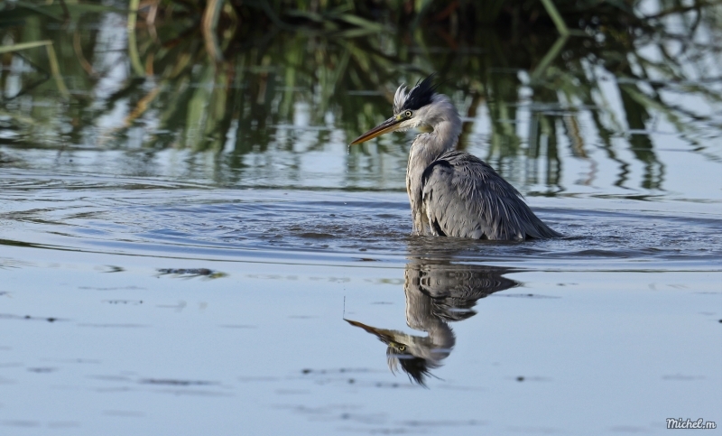 Photo Oiseaux Héron cendré