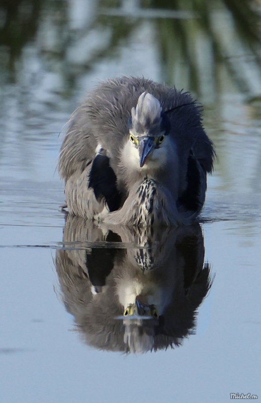 Photo Oiseaux Héron cendré