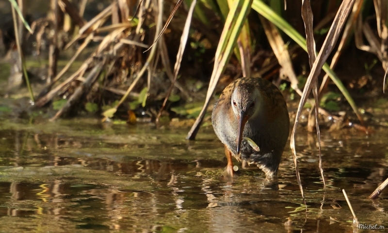 Photo Oiseaux Râle d' eau