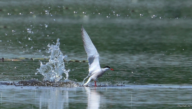 137A3131.JPG Sterne pierregarin (Sterna hirundo)