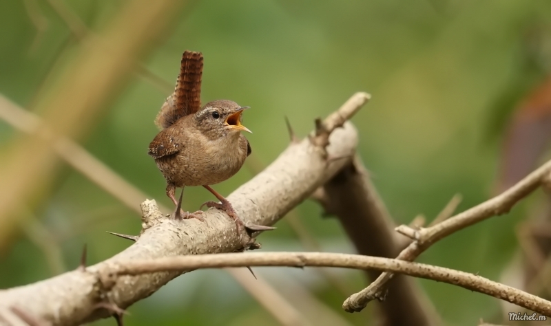 Photo Oiseaux Troglodyte mignon (Troglodytes troglodytes)