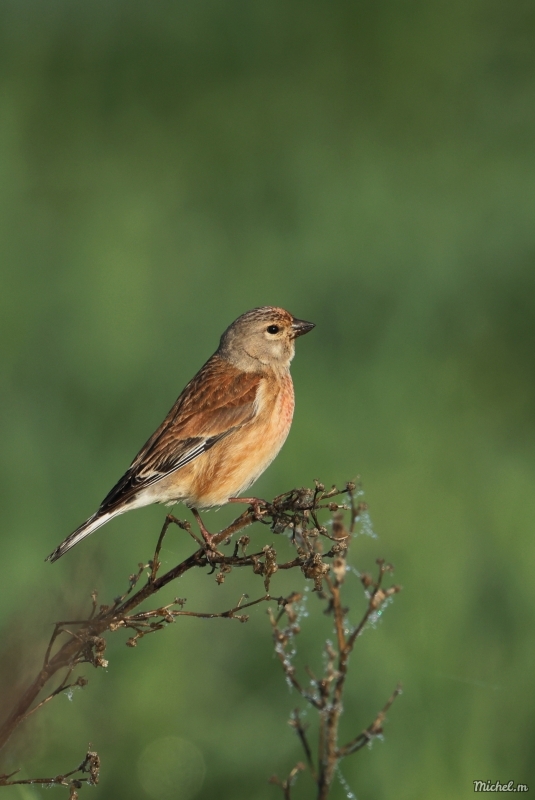 Photo Oiseaux Linotte mélodieuse (Linaria cannabina)