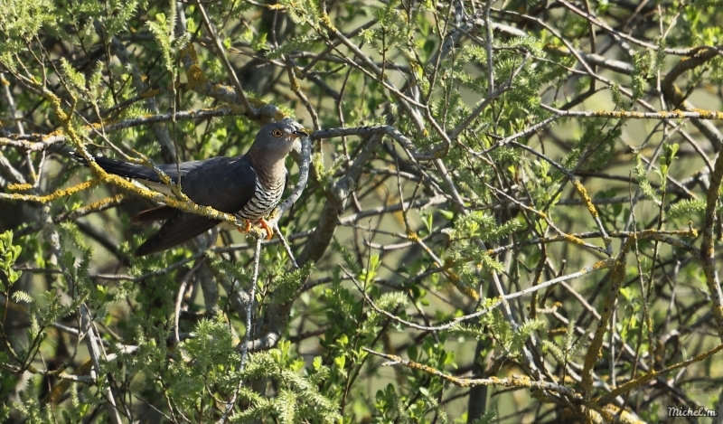 Photo Oiseaux Coucou gris (Cuculus canorus)