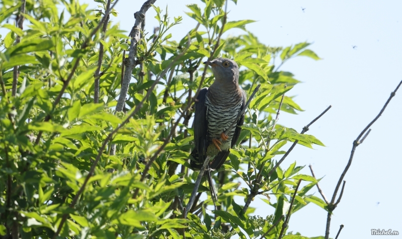 Photo Oiseaux Coucou gris (Cuculus canorus)