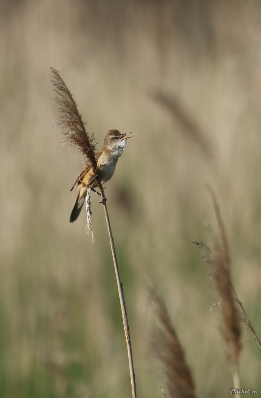 Photo Oiseaux Rousserolle turdoïde (Acrocephalus arundinaceus)