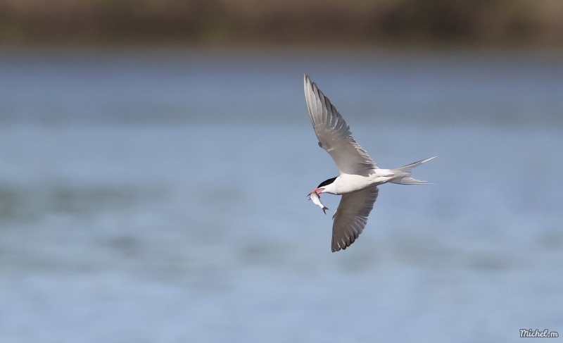Photo Oiseaux Sterne pierregarrin