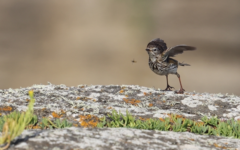 Photo Oiseaux Pipit farlouse (Anthus pratensis)