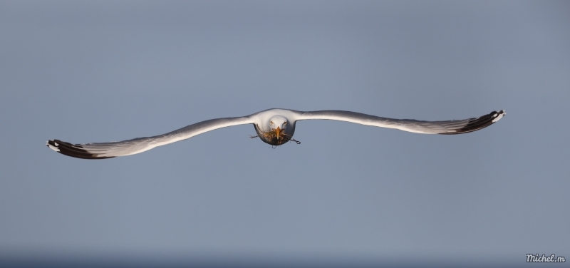 Photo Oiseaux Goéland
