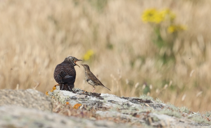 Photo Oiseaux Coucou gris (Cuculus canorus)