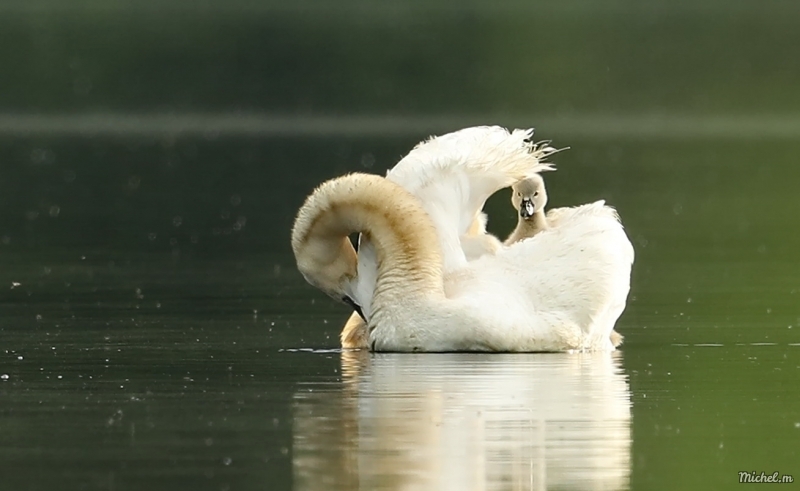Photo Oiseaux Cygne tuberculé