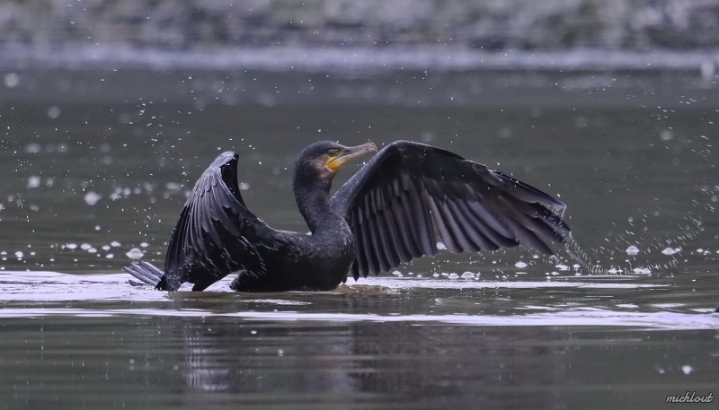 Photo Oiseaux Grand cormoran
