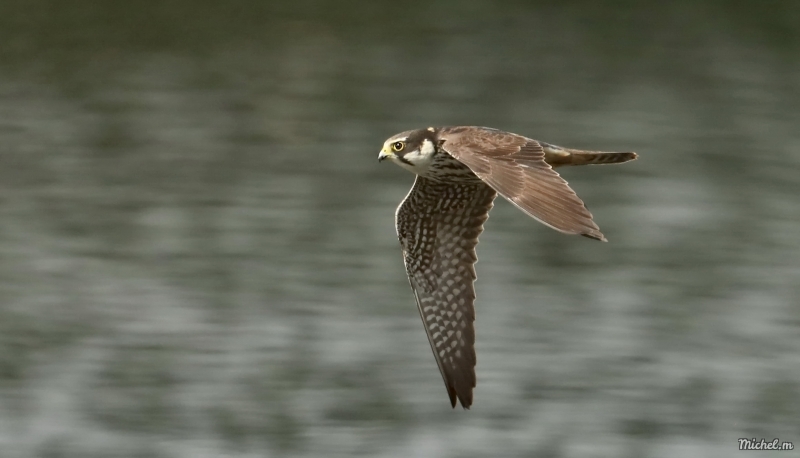 Photo Oiseaux faucon pelerin