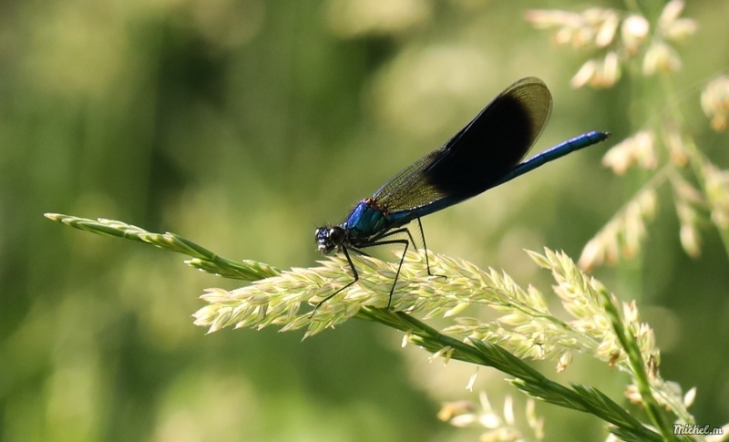 Photo Insectes Caloptéryx splendens