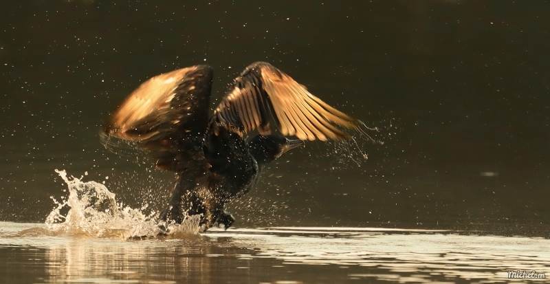 Photo Oiseaux Grand cormoran
