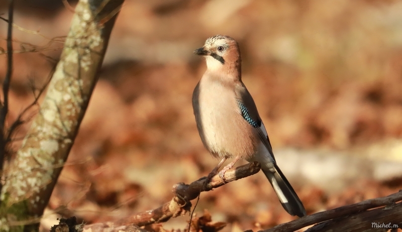 Photo Oiseaux Geai des chènes (Garrulus glandarius)