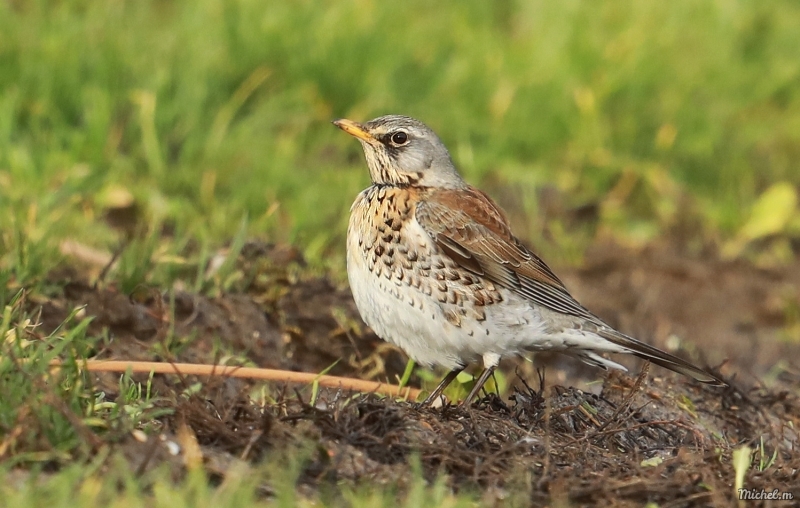 Photo Oiseaux Grive litorne (Turdus pilaris)