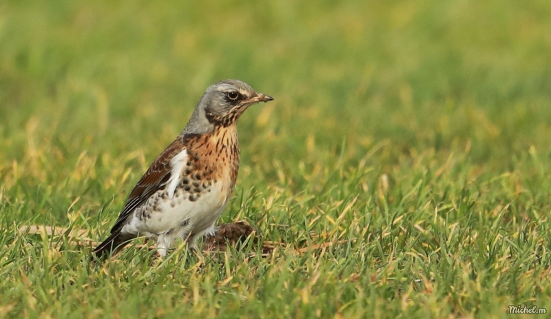 Photo Oiseaux Grive litorne (Turdus pilaris)